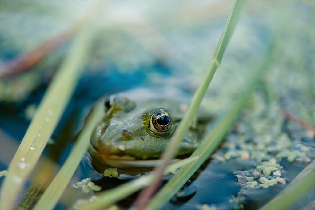 A frog peeking through grass near water.