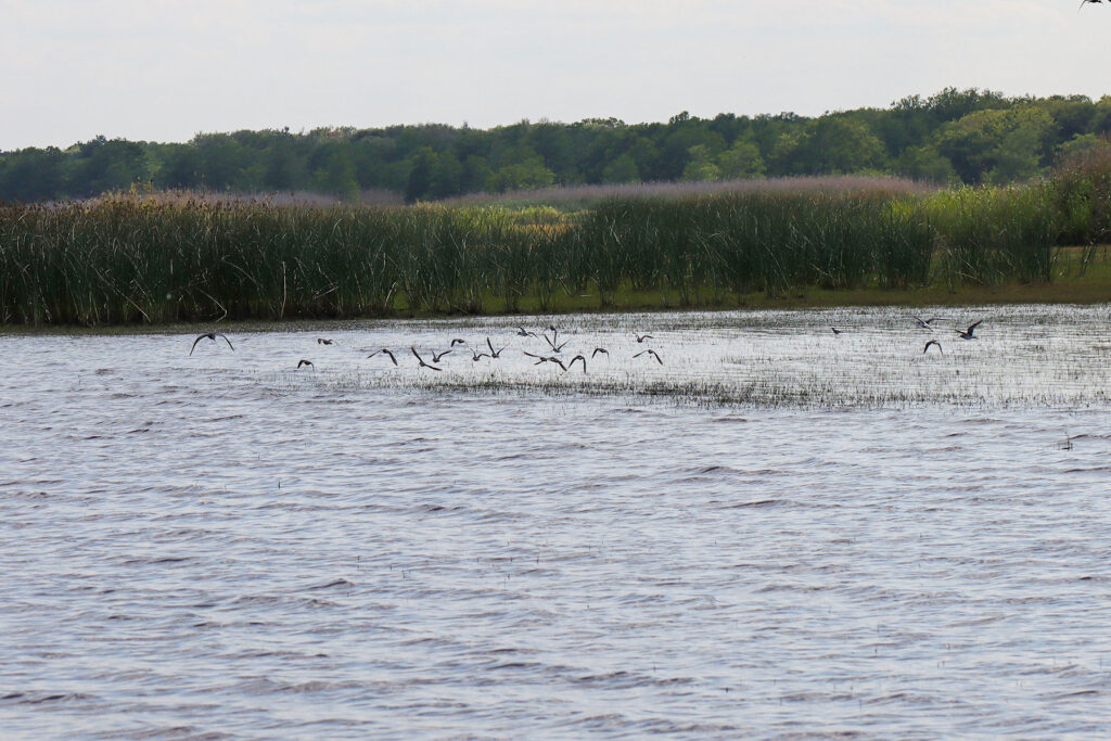 A flock of birds flying low over a lake surrounded by reeds and trees.