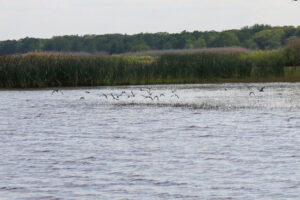A flock of birds flying low over a lake surrounded by reeds and trees.