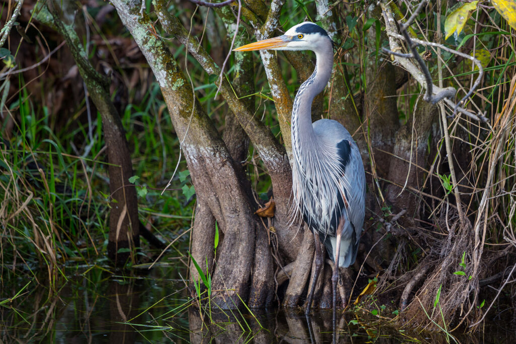 A great blue heron standing among trees near water.