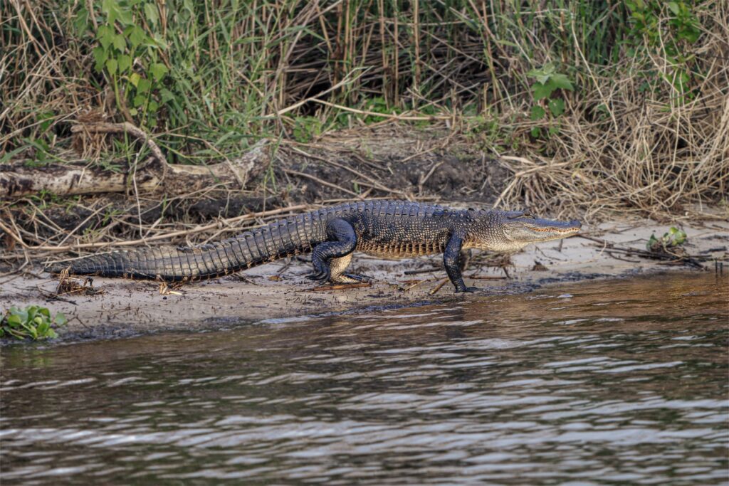 Alligator resting on a riverbank surrounded by greenery.