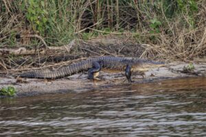 Alligator resting on a riverbank surrounded by greenery.