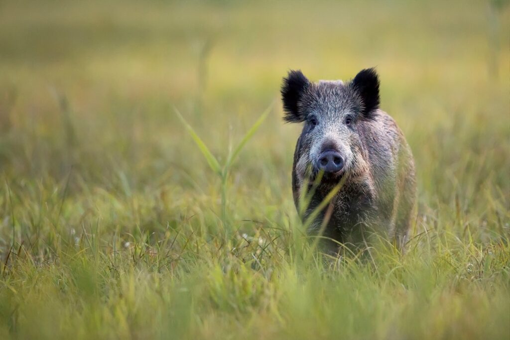 A wild boar standing in tall grass in a natural setting.