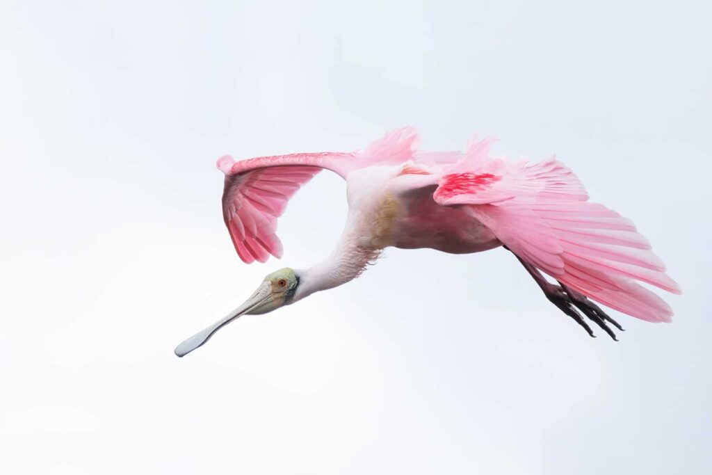 A roseate spoonbill bird flying with wings spread wide.